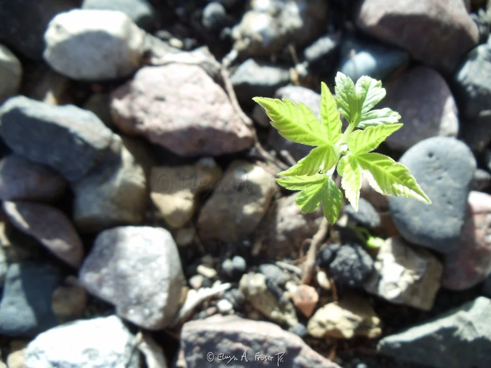 View 186 - new green plant growing amid landscape rocks, Macro Wildlife, Minnesota USA, Summer 2014