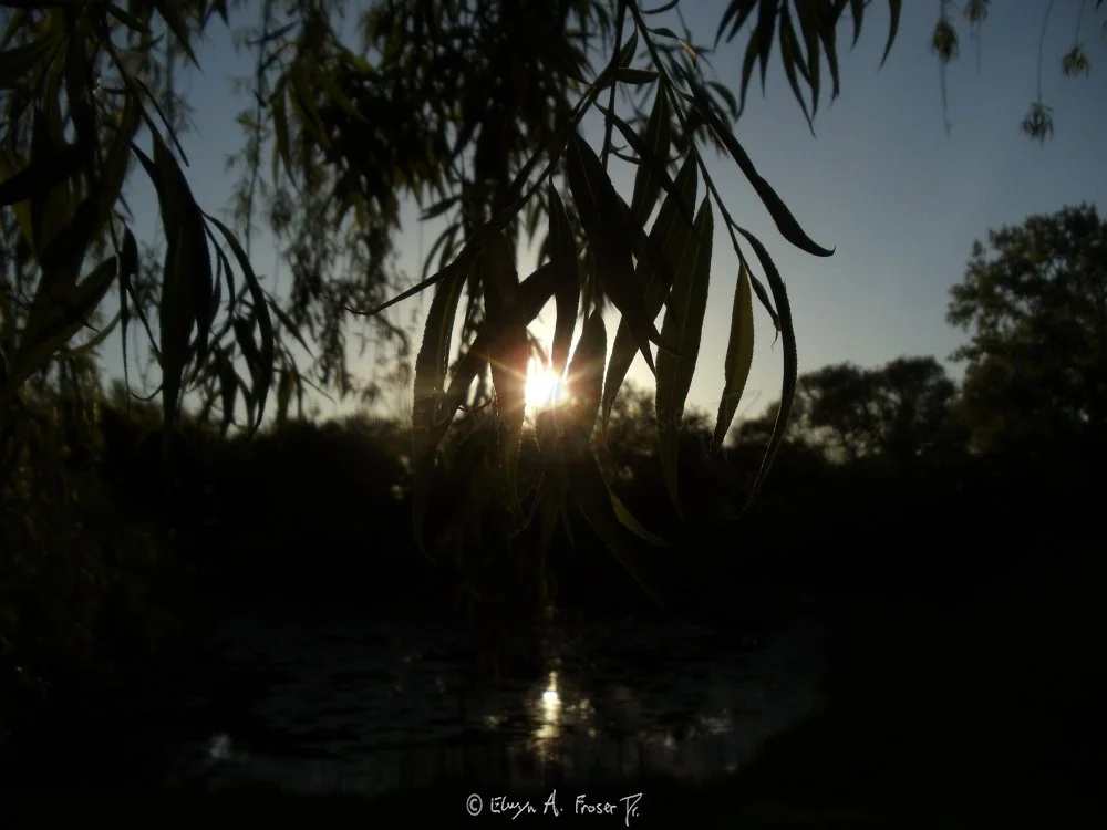  View 194 - sunlight piercing through silhouetted weeping willow leaves and forest pond against clear blue and gold sky, Macro Wildlife, Minnesota USA, Summer 2014 