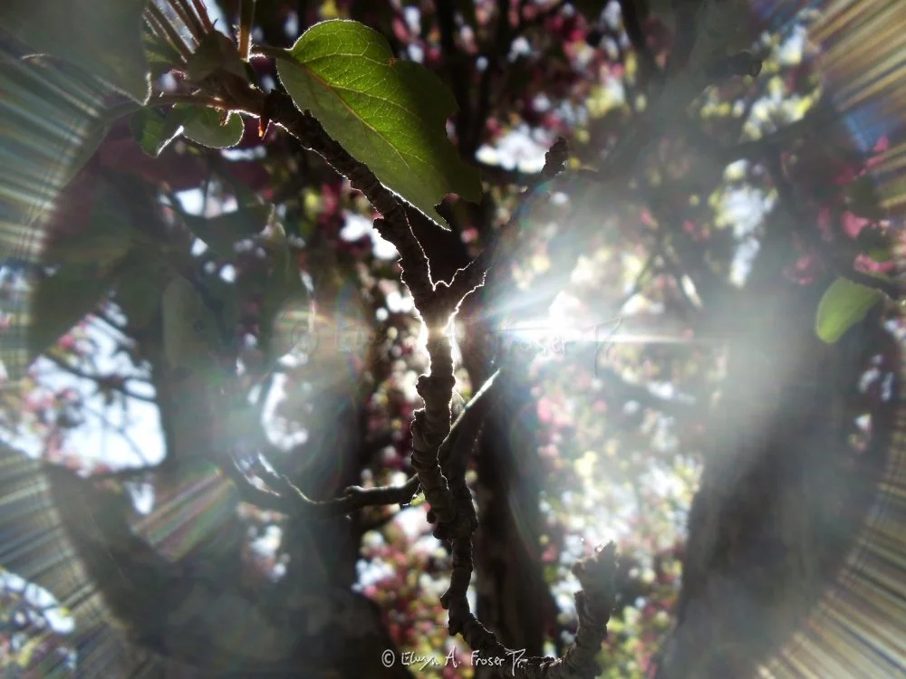 View 197 - sunlight piercing through tree of green leaves and pink flowers, Macro Wildlife, Abstract, Minnesota USA, Summer 2014