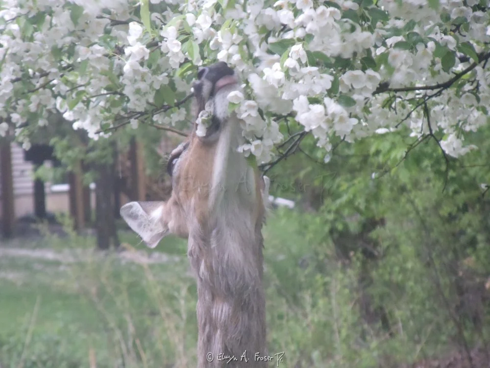 View 200 - deer eating white flowers from tree canopy, Wildlife, Minnesota USA, Summer 2014