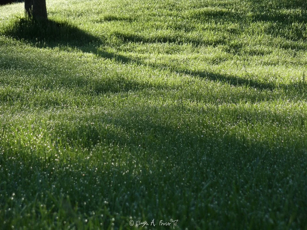 View 201 - morning dew on freshly-cut green grass lawn, Wildlife, Minnesota USA, Summer 2014