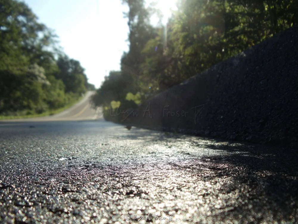 View 223 - curb of road glowing in sunlight surrounded by green plant life, Humanity, Wildlife, Minnesota USA, Summer 2014