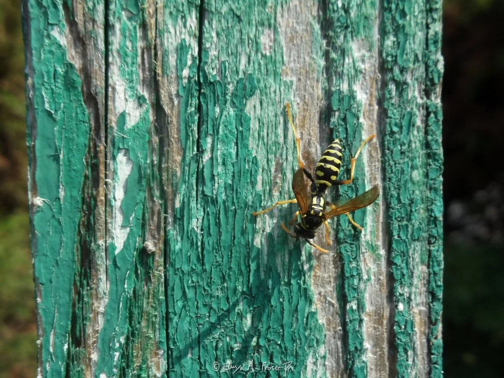 View 229 - wasp on old green-painted wooden board, Macro Wildlife, Minnesota USA, Summer 2014