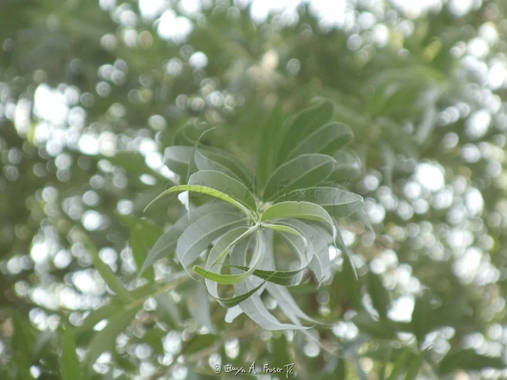 View 230 - below green weeping willow branch, Macro Wildlife, Abstract, Minnesota USA, Summer 2014