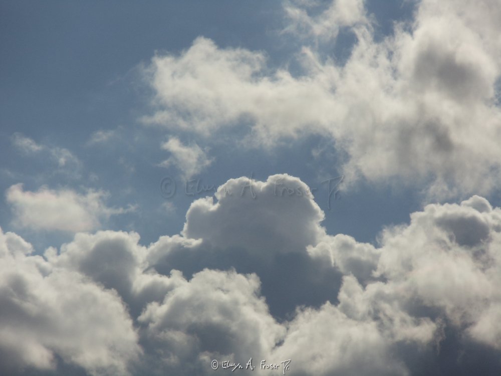 View 239 - Cumulus clouds glowing in sunlight, Wildlife, Minnesota USA, Summer 2014