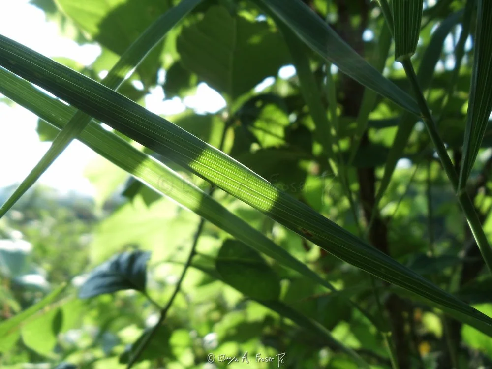 View 241 - long green blades of grass glowing in sunlight, Macro Wildlife, Minnesota USA, Summer 2014