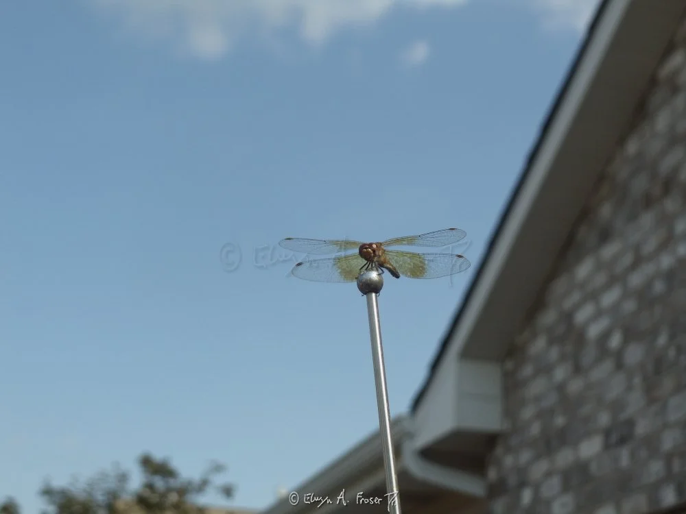 View 251 - dragonfly on tip of metal antenna against blue sky, Macro Wildlife, Minnesota USA, Summer 2014