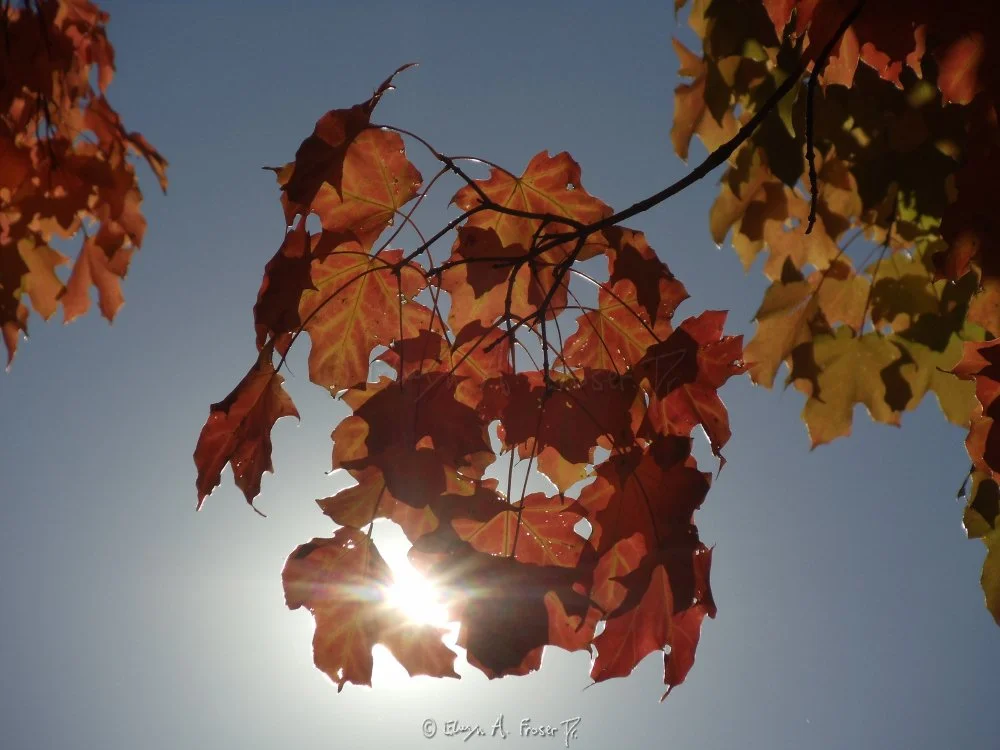 View 265 - orange leaves glowing in sunlight against clear blue sky, Wildlife, Minnesota USA, Fall 2014