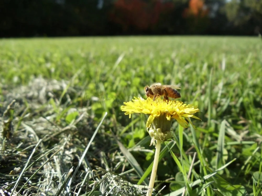 View 273 - black and yellow bee on yellow dandelion in clearing of green grass, Macro Wildlife, Vista Hills Park Minnesota USA, Fall 2014