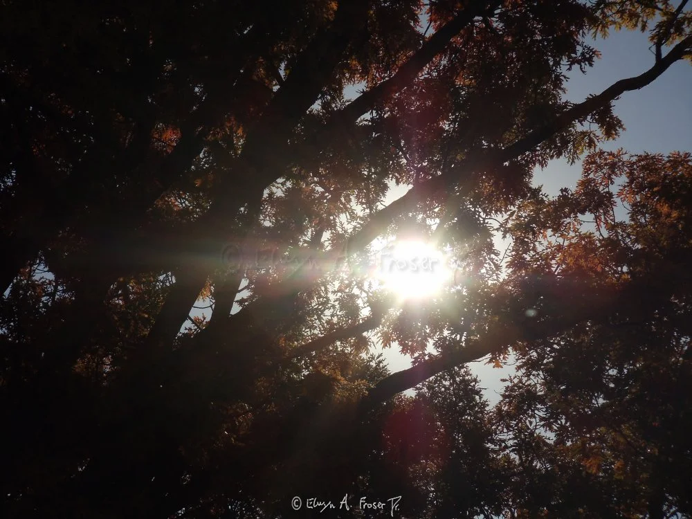 View 285 - sun piercing through glowing red leaves of silhouetted tree branches, Wildlife, Minnesota USA, Fall 2014