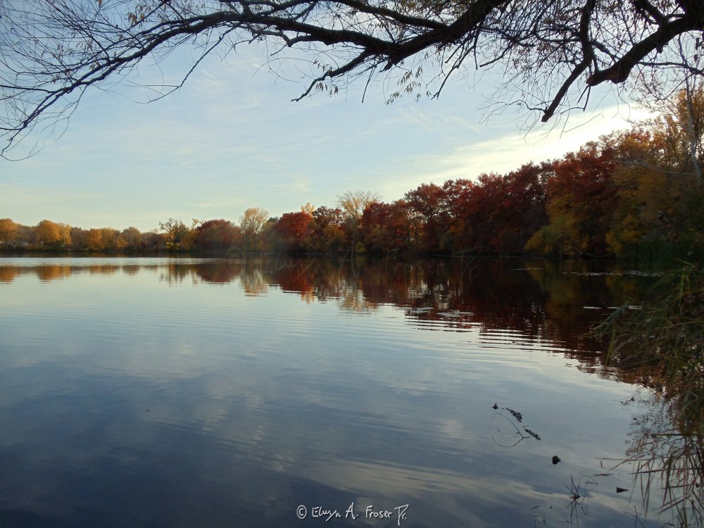 View 300 - bare tree branch overlooking calm lake reflecting white clouds and red and yellow leaves on trees, Wildlife, Beaver Lake Minnesota USA, Fall 2014