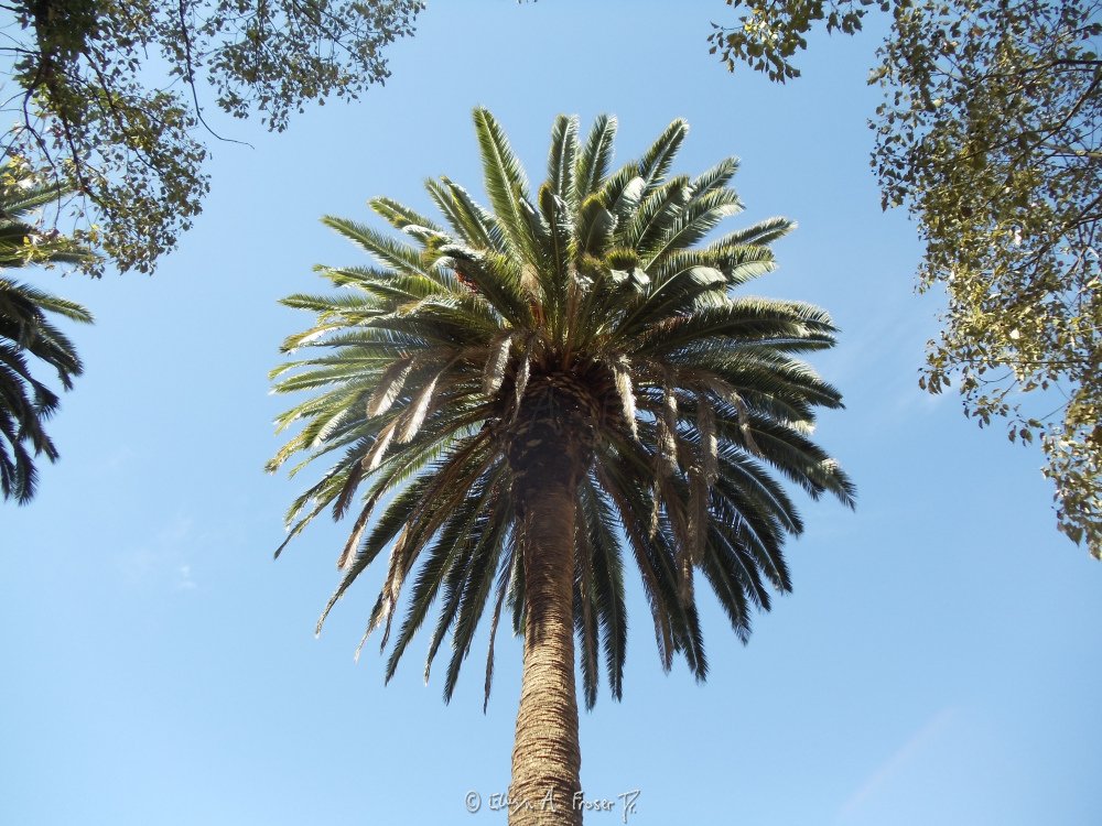View 312 - palm tree against clear blue sky, Wildlife, California USA, Fall 2014 