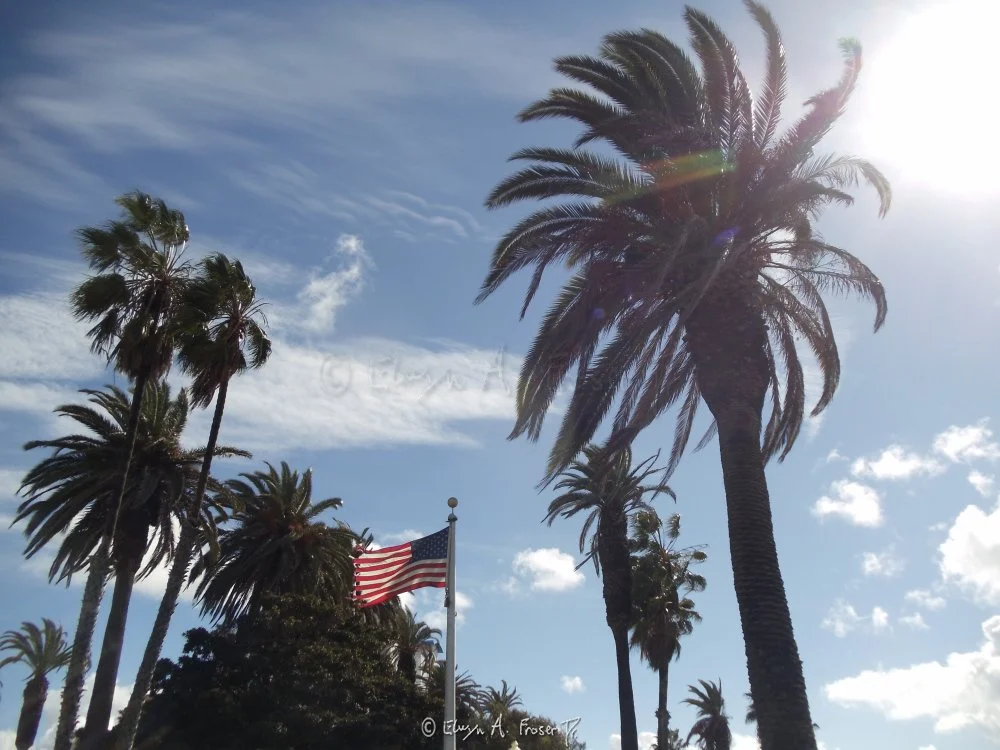 View 318 - American flag flanked by tall palm trees against sunny blue sky, Humanity, Wildlife, California USA, Fall 2014 