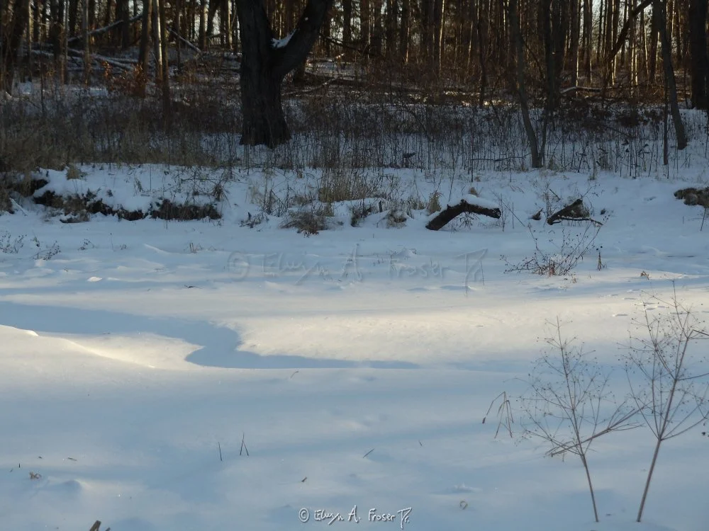 View 357 - snow covered stream in sun beam beside bare trees and golden grass, Wildlife, Minnesota USA, Winter 2014/2015