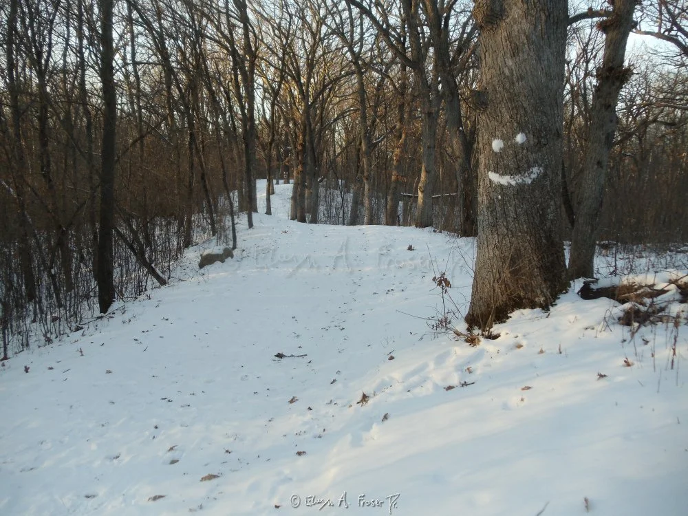 View 359 - welcoming snow covered trail through bare trees with a happy tree trunk, Wildlife, Humanity, Minnesota USA, Winter 2014/2015