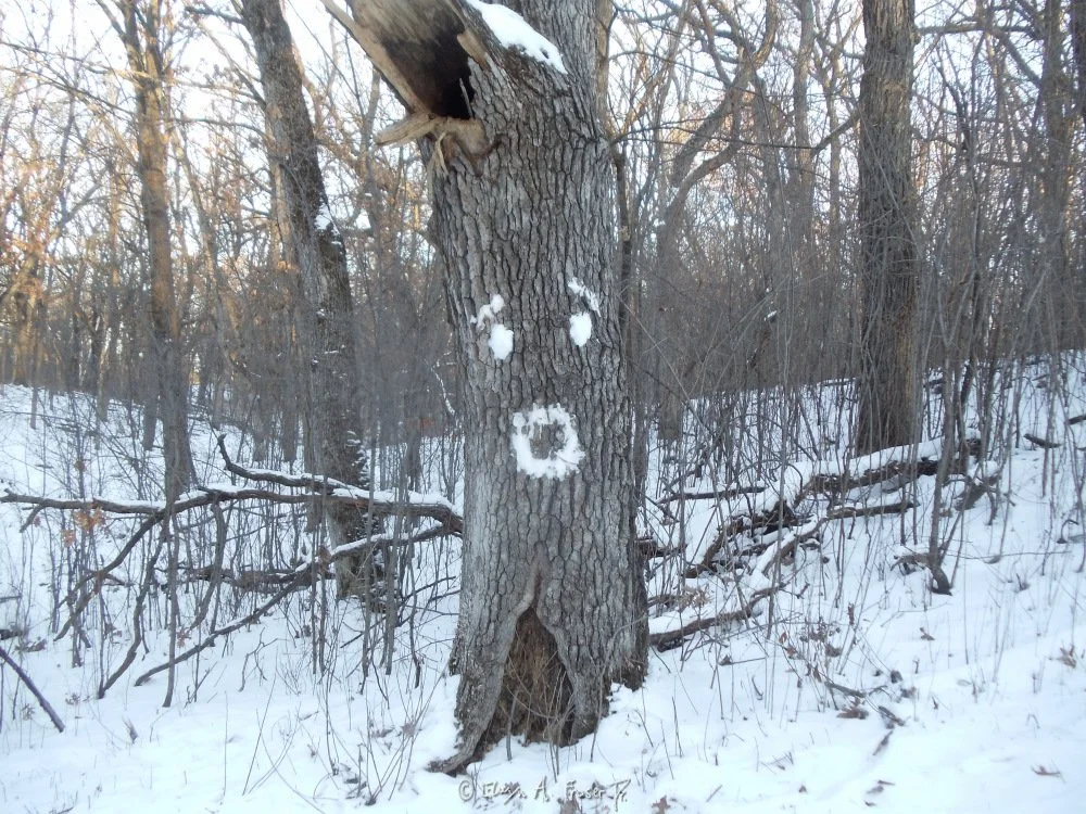 View 360 - puzzled tree trunk, Humanity, Wildlife, Minnesota USA, Winter 2014/2015
