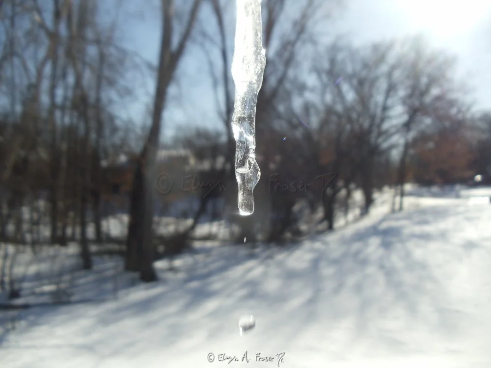 View 384 - icicle melting and freezing and growing and glowing in sunlight by bare trees and snow, Macro Wildlife, Minnesota USA, Winter 2014/2015