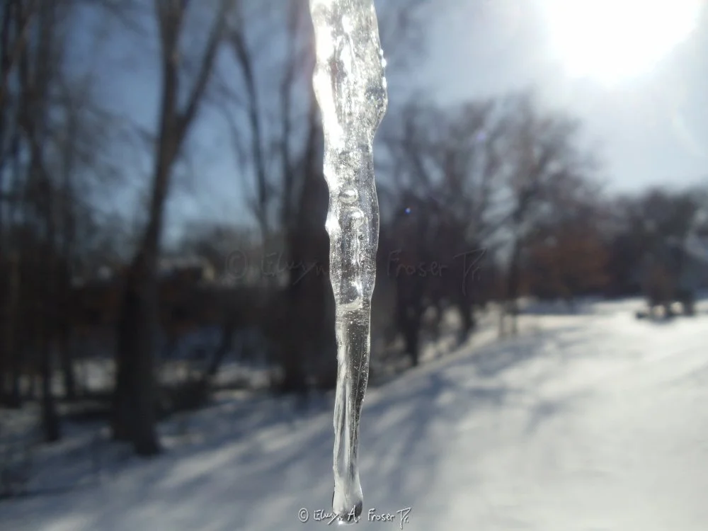 View 386 - icicle melting and freezing and growing and glowing in sunlight by bare trees and snow, Macro Wildlife, Minnesota USA, Winter 2014/2015