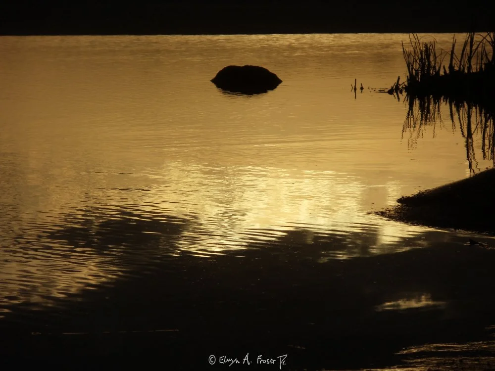 View 394 - silhouetted rock breaching surface of calmly rippling reflective golden lake, Abstract, Wildlife, Lake Minnewashta Regional Park Minnesota USA, Spring 2015