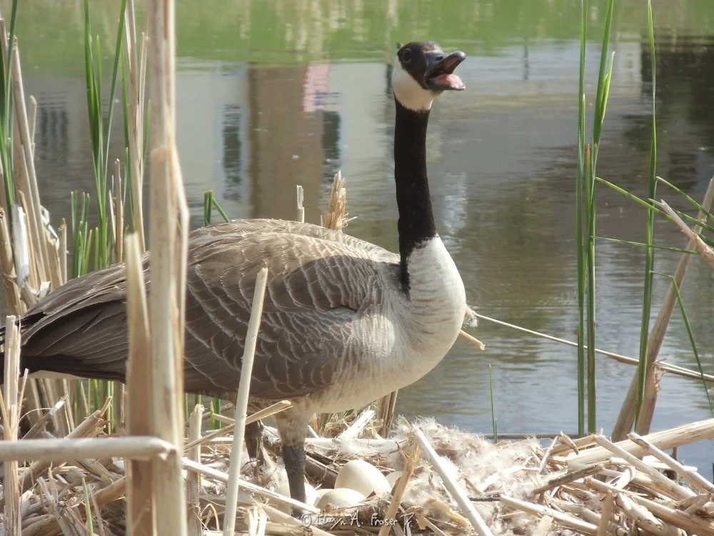 View 423 - Canada goose standing above nest filled with eggs beside water, Minnesota USA, Spring 2015 