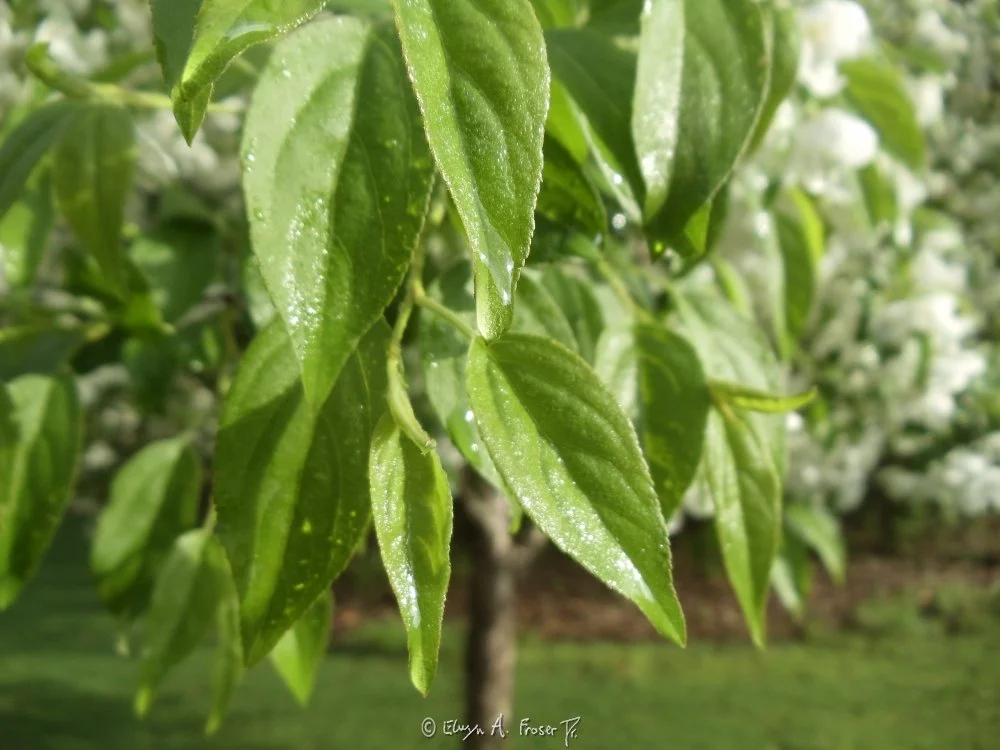 View 431 - water droplet suspended on tip of green leaf amid green leaves and white flowers on tree, Macro Wildlife, Minnesota USA, Spring 2015