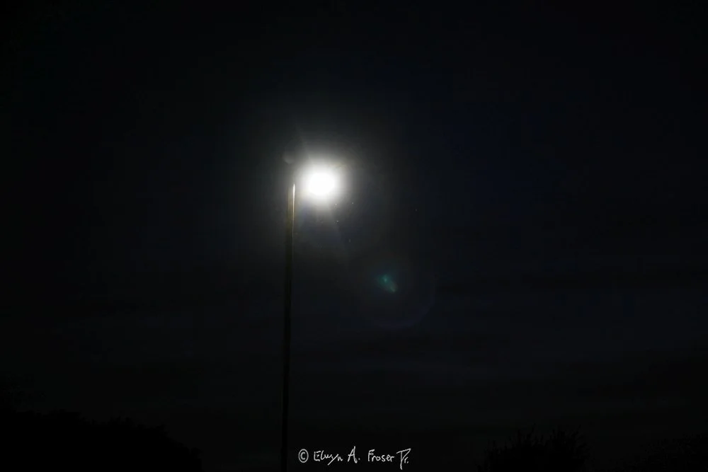 View 447 - insects glowing white by bright lamp post at night, Humanity, Wildlife, Minnesota USA, Spring 2015