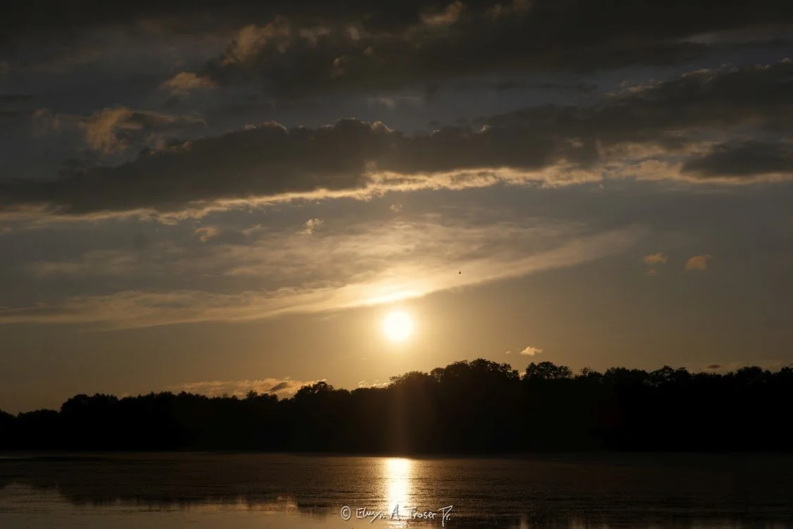 View 450 - sun amid partially cloudy sky and distant bird aflight above silhouetted tree line and reflective lake at dusk, Wildlife, Scott County Minnesota USA, Summer 2015