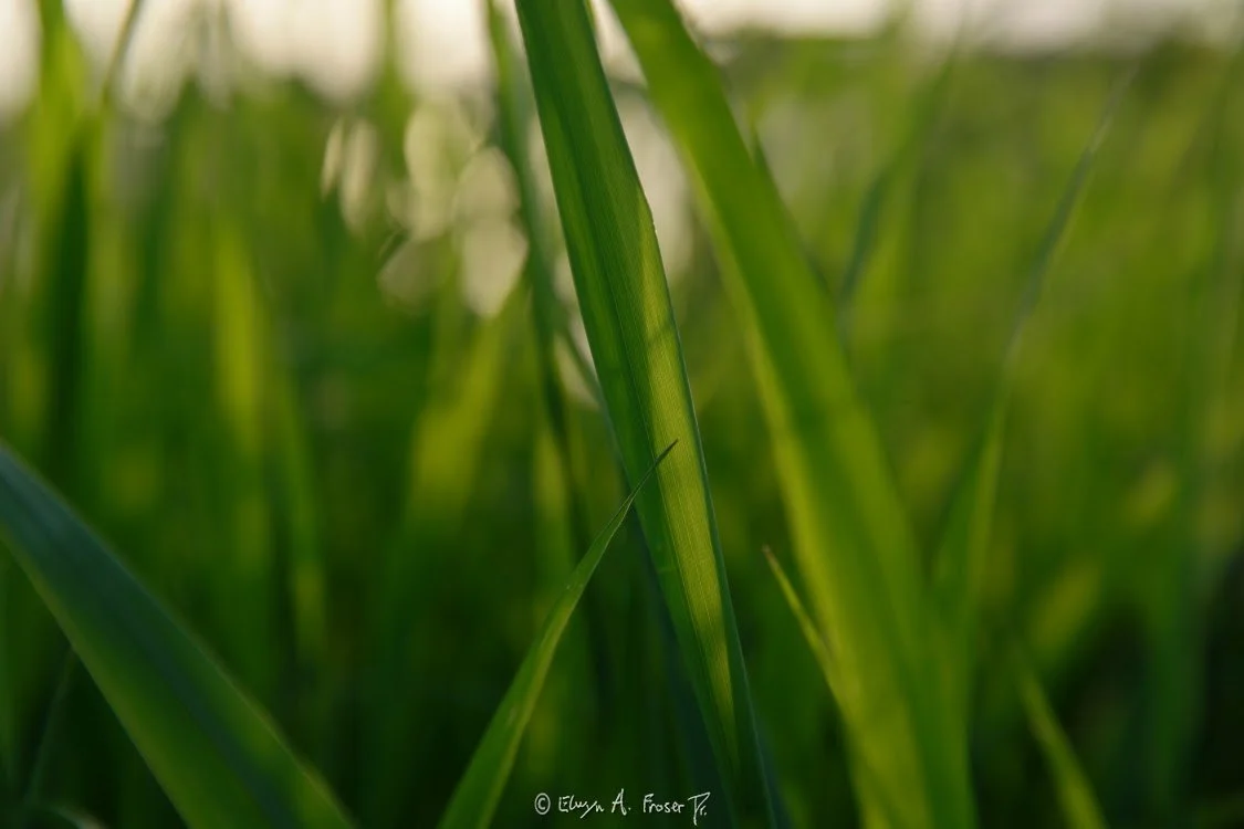 View 458 - tall green grass, Macro Wildlife, Scott County Minnesota USA, Summer 2015