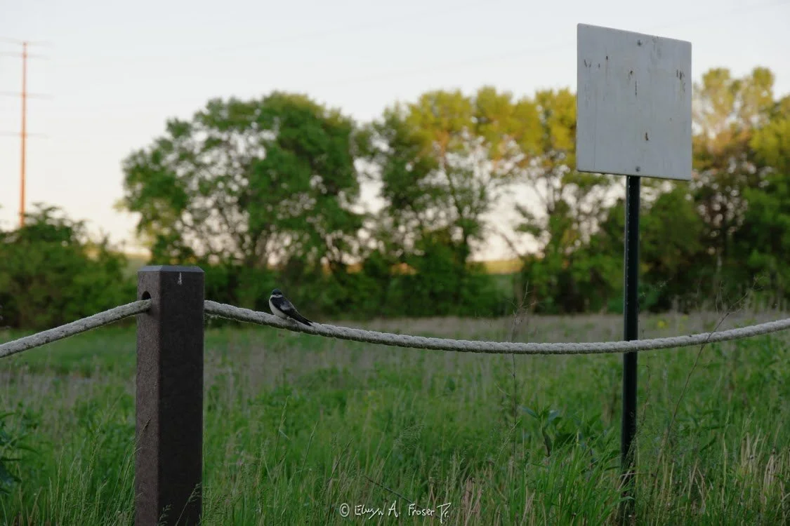 View 465 - blue and white bird perched on rope fence beside faded white sign post and tall green grass, Wildlife, Humanity, Scott County Minnesota USA, Summer 2015