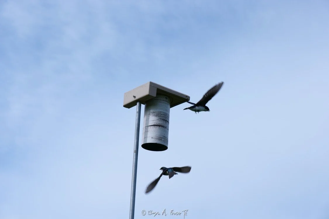 View 469 - birds flying off of man made bird house amid partially cloudy sky, Wildlife, Humanity, Scott County Minnesota USA, Summer 2015