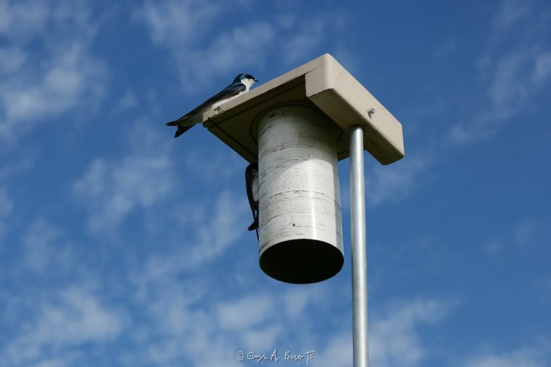 View 472 - bird perched on man made bird house amid partially cloudy sky, Humanity, Wildlife, Scott County Minnesota USA, Summer 2015