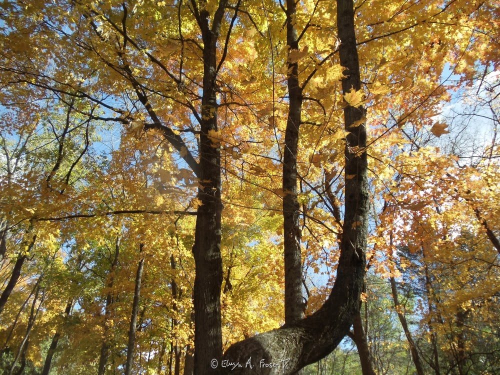 View 483 - forest of yellow and orange tree leaves, Wildlife, Lake Minnewashta Regional Park Minnesota USA, Fall 2015