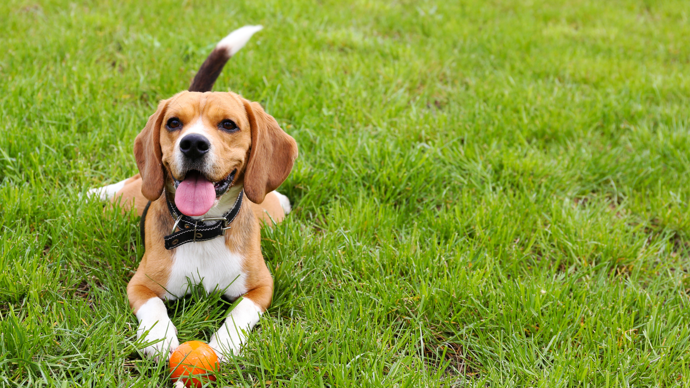 Nature's Presence has a selection of natural pet care items ranging from skincare to CBD calming pills.