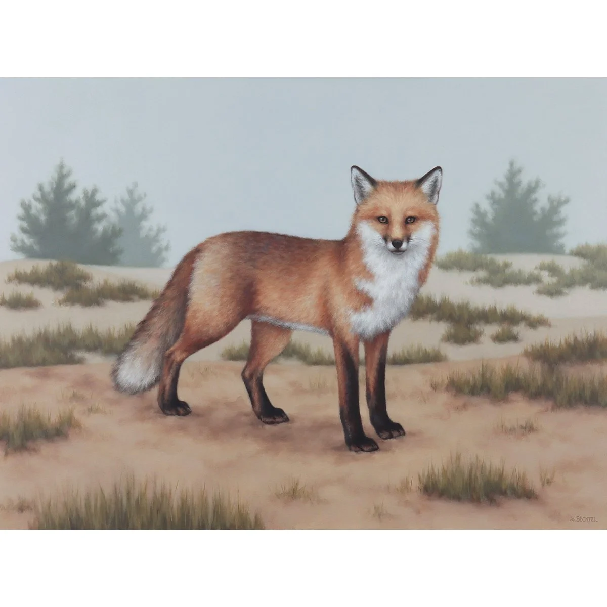 red fox in dunes vanishing point.jpg