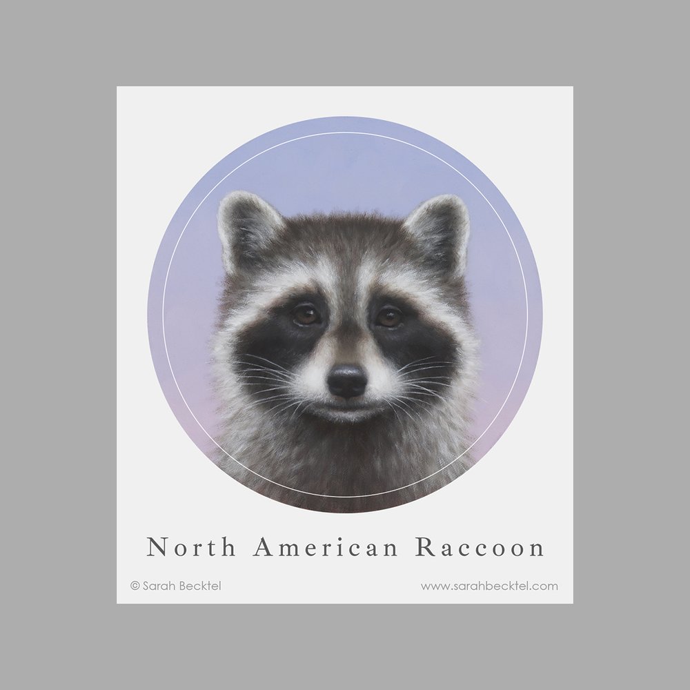 Raccoon Portrait Sticker — Sarah Becktel
