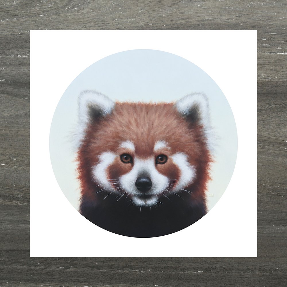 Red Panda Portrait Art Print — Sarah Becktel