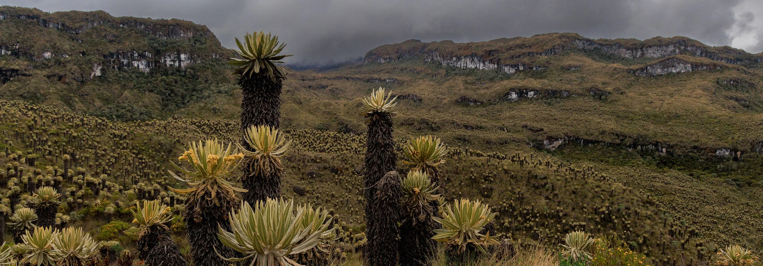 Parque los Nevados y Murillo -1049.jpg