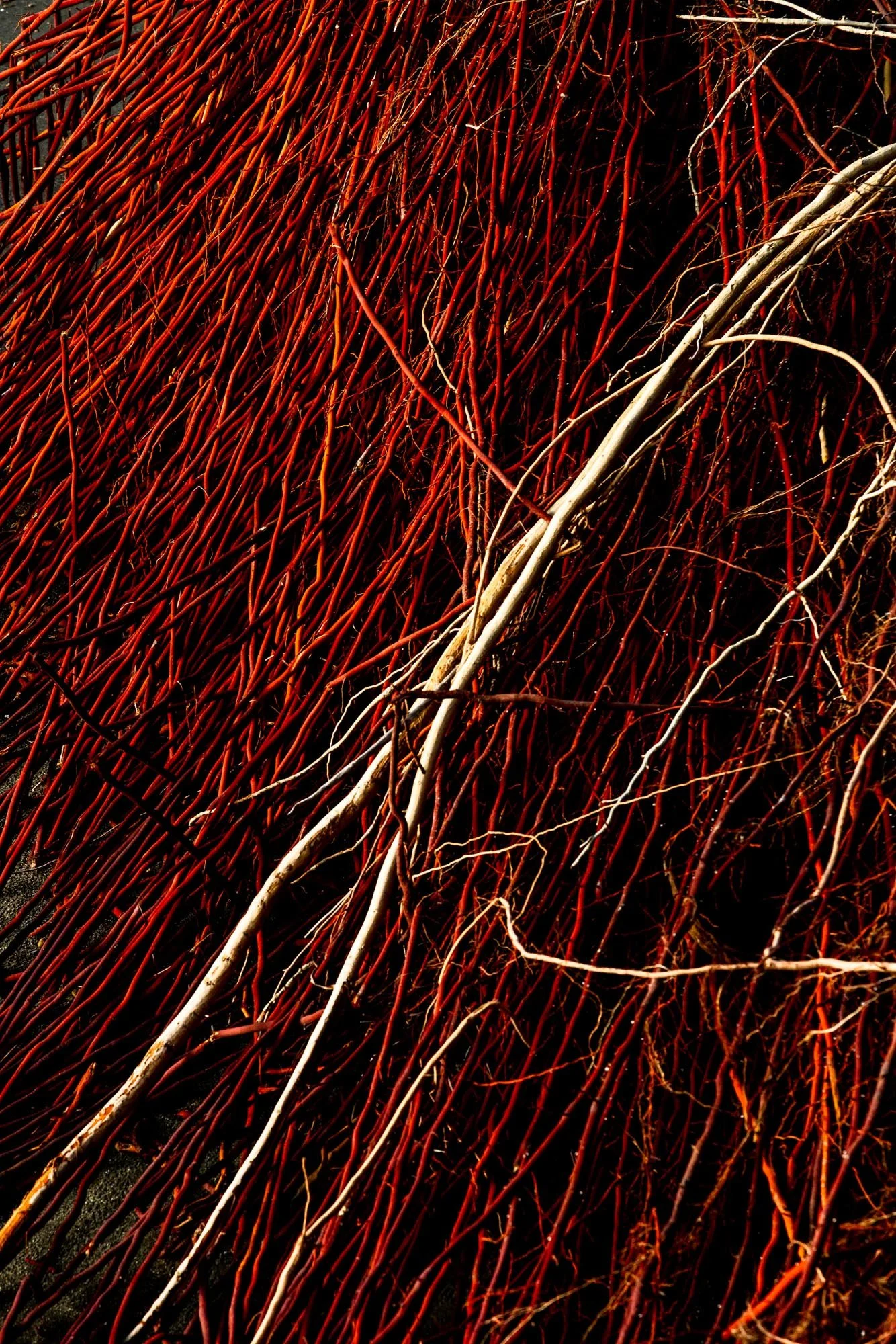 sin título-8283.jpg