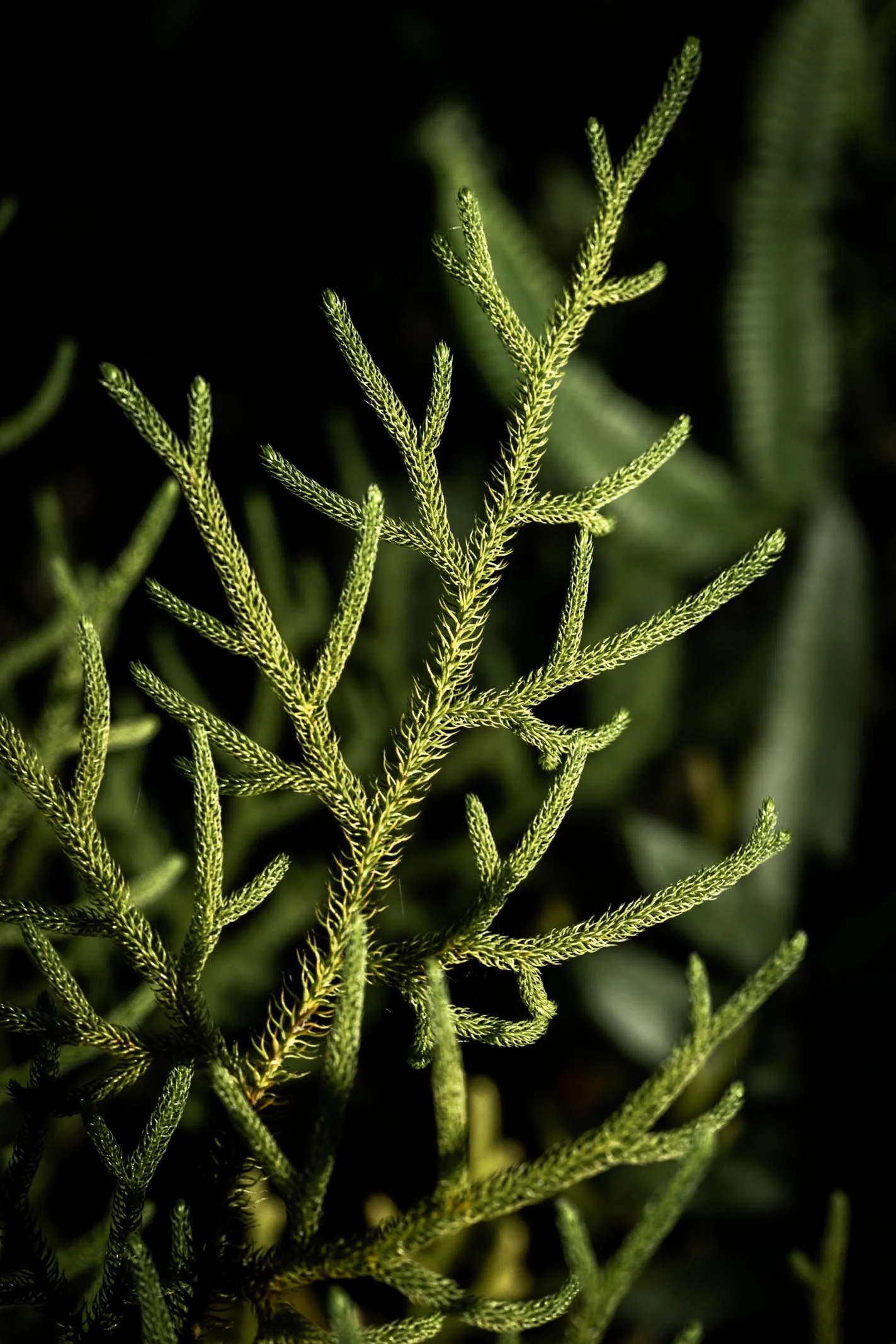 171A7367.jpg