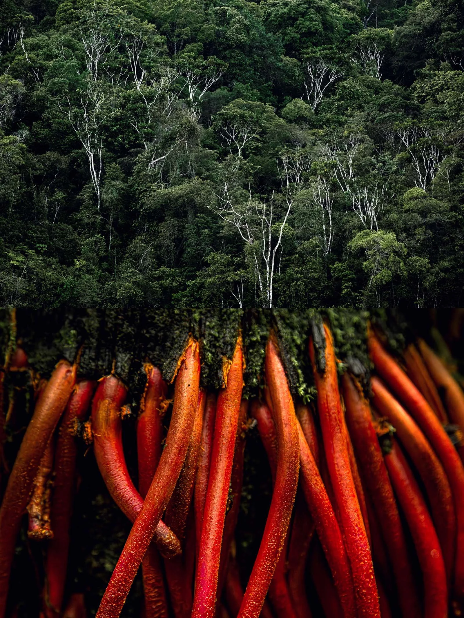 Gorgona / Nuquí