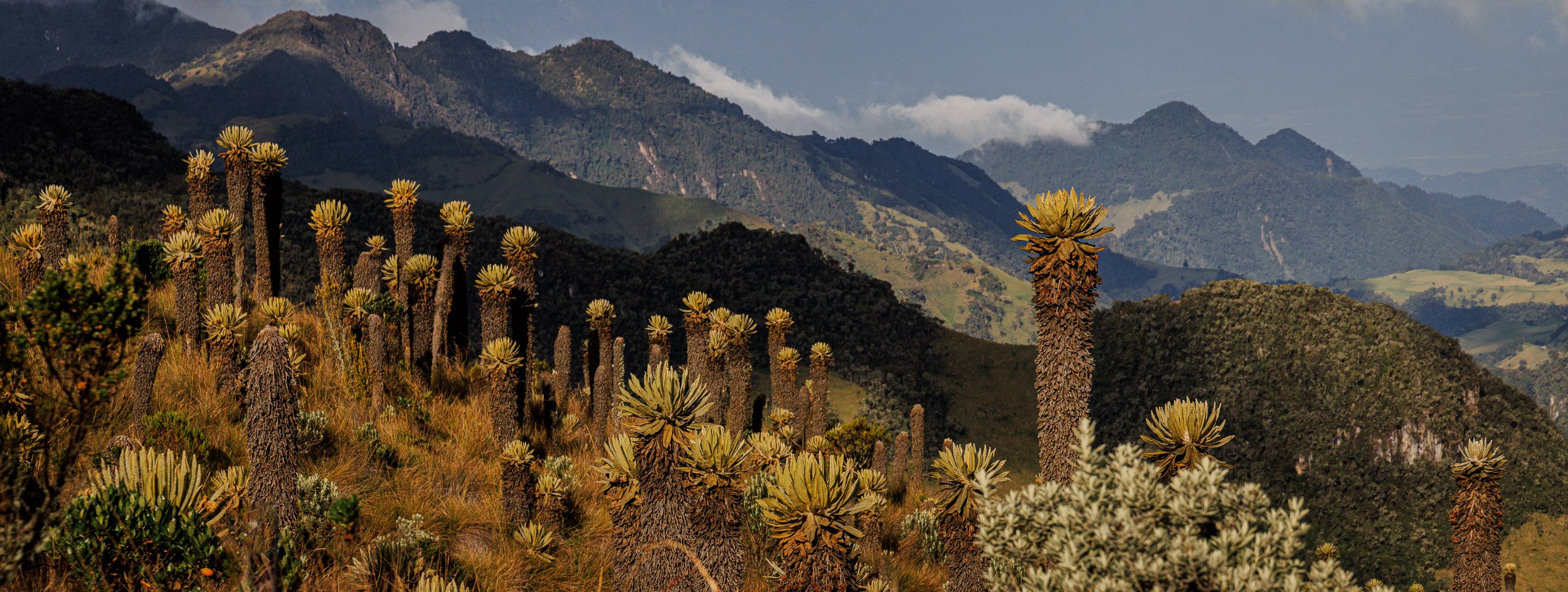 Parque los Nevados y Murillo -0652.jpg