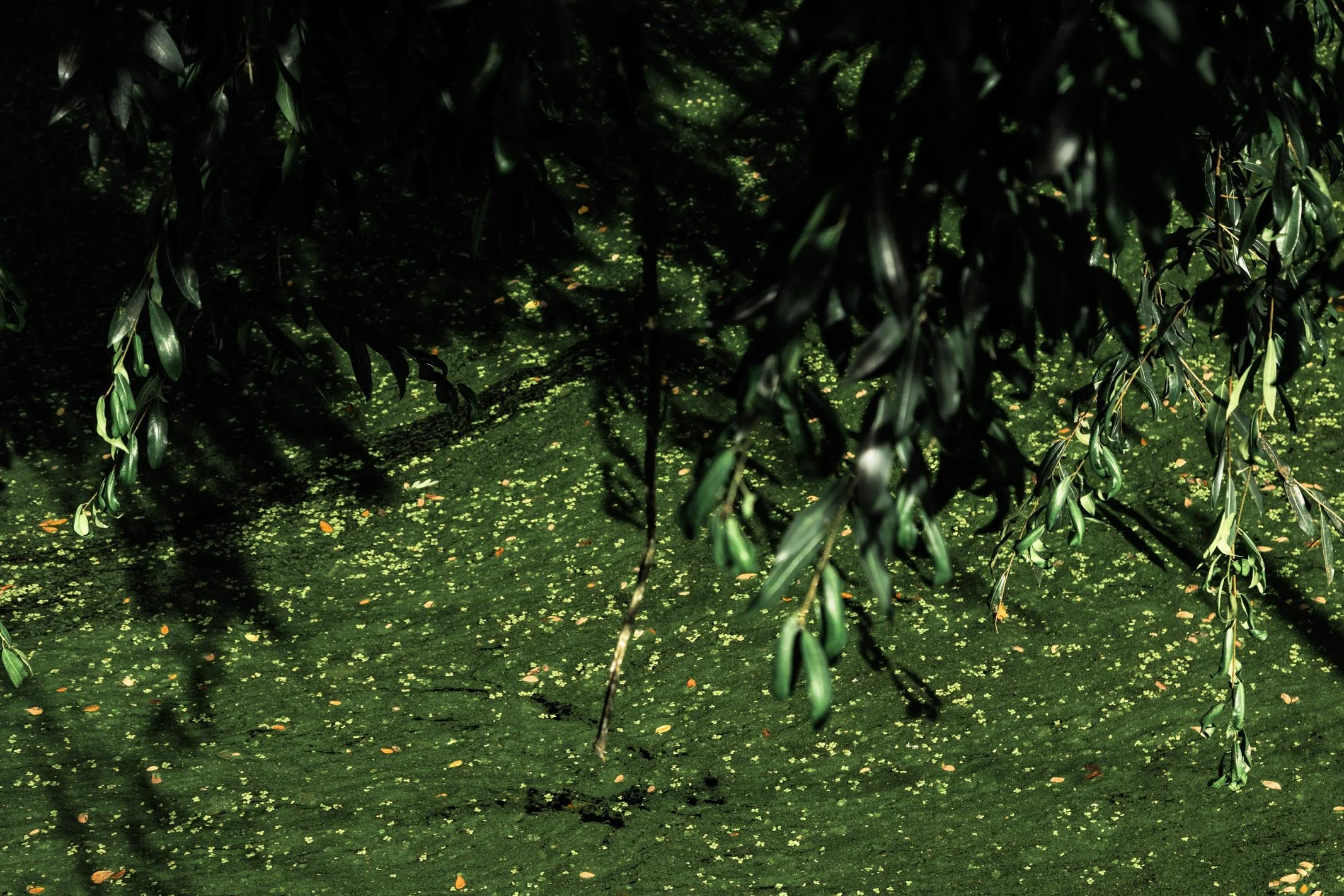 171A8200.jpg