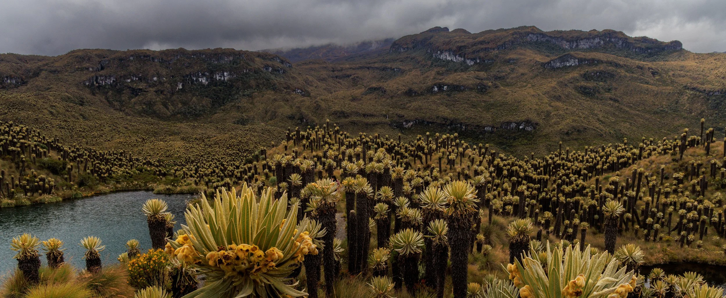 Parque los Nevados y Murillo -1113.jpg