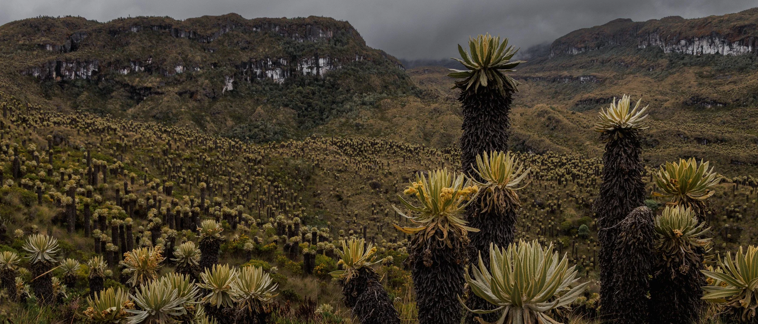 Parque los Nevados y Murillo -1044.jpg