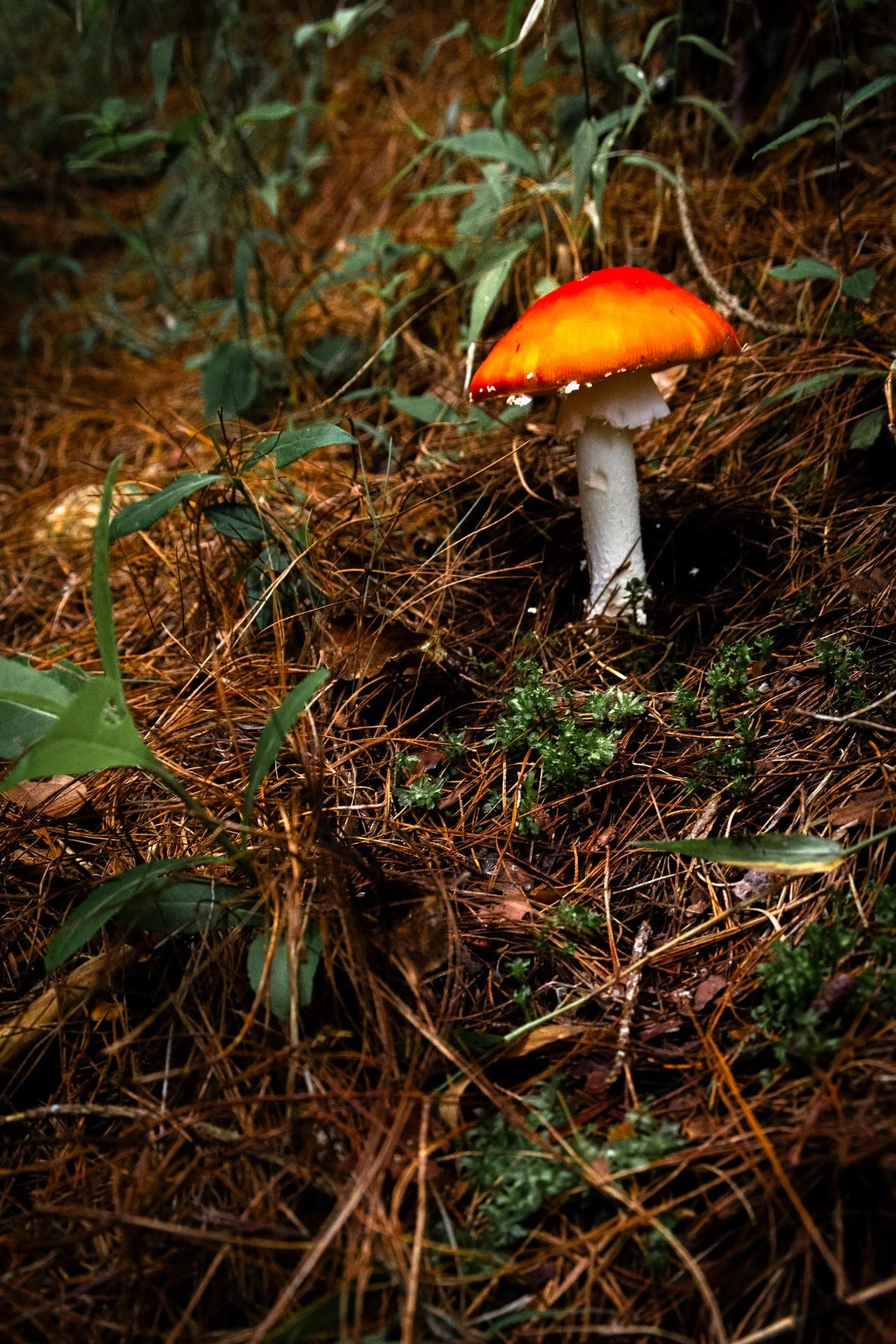171A7260.jpg