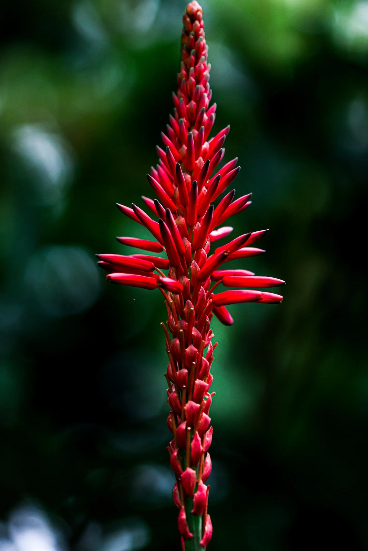 el retiro guatape-6739.jpg
