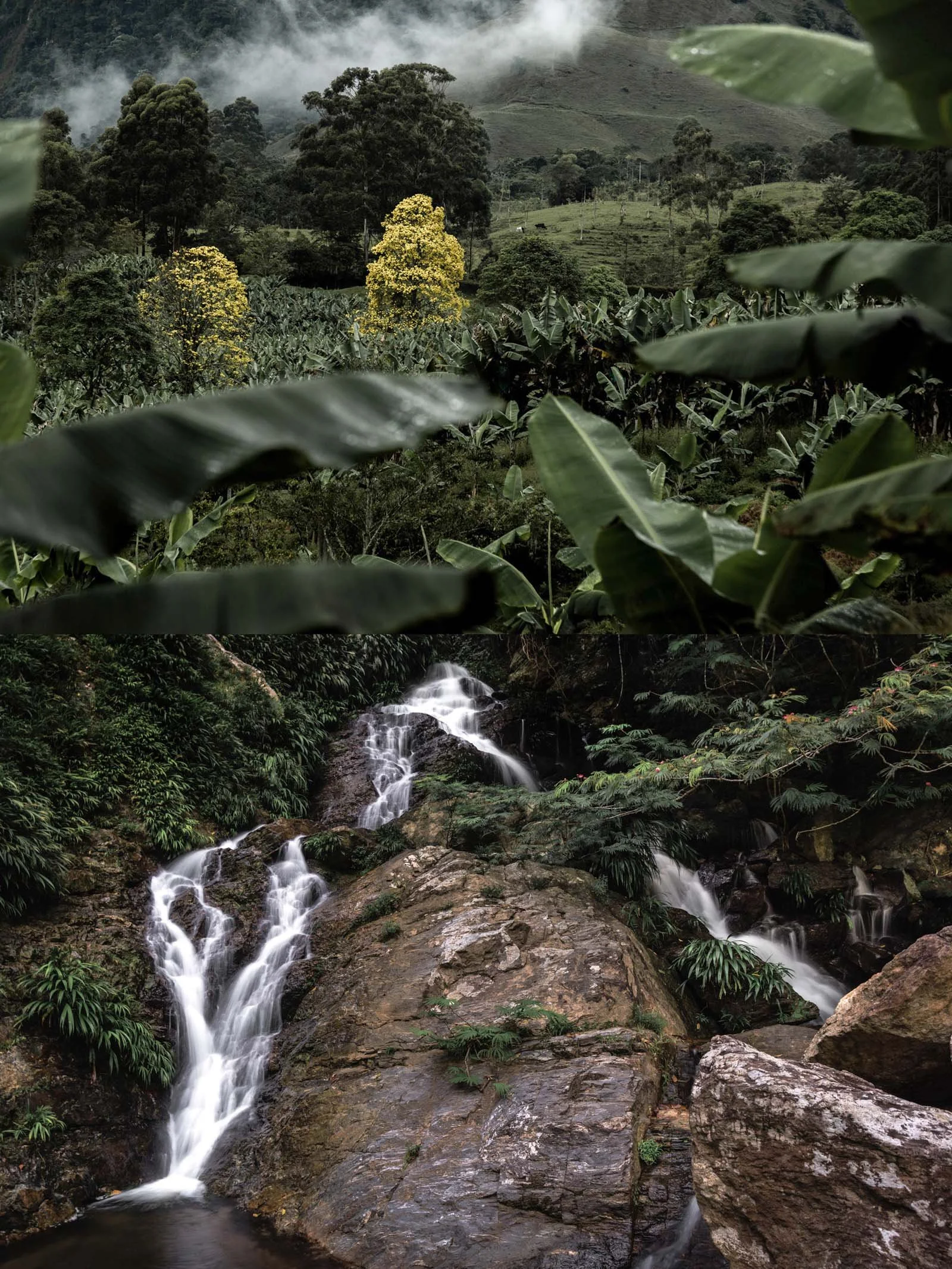 Jardín / Las Mercedes