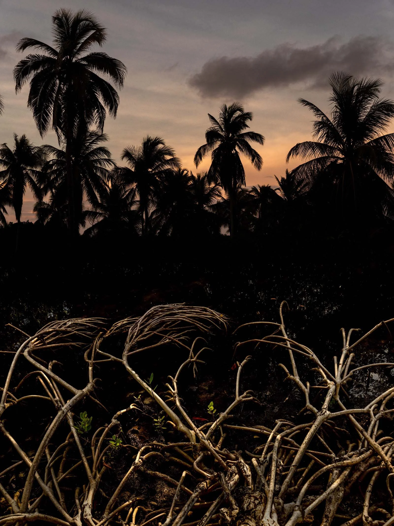 Isla Fuerte / Manglar