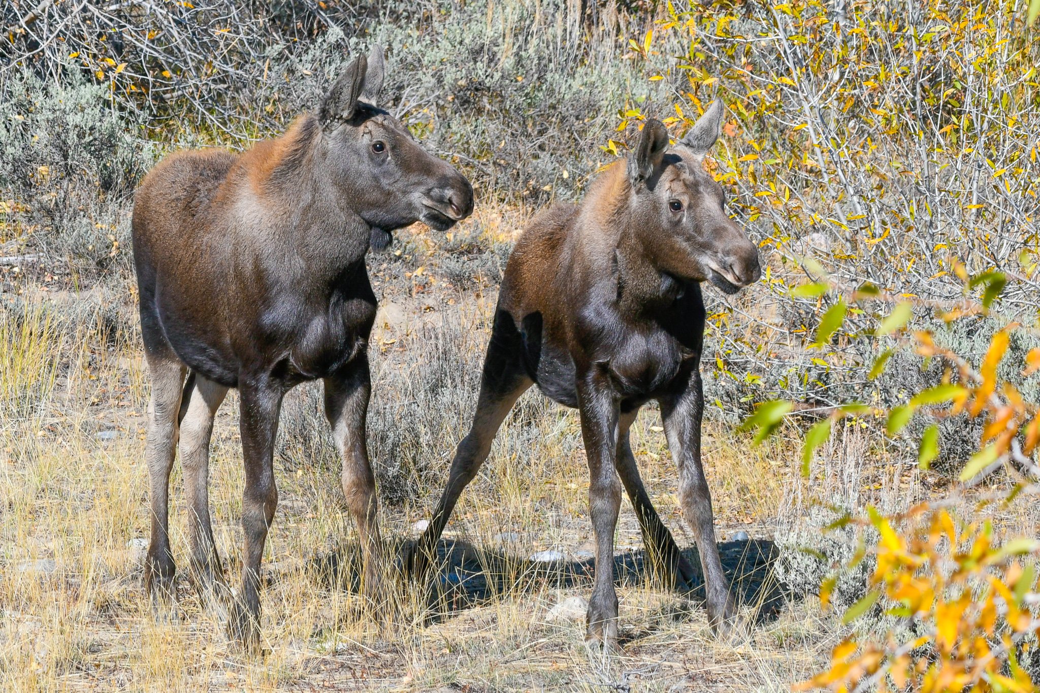 Twin moose calves watch as their mother is courted by a bull during the rut.