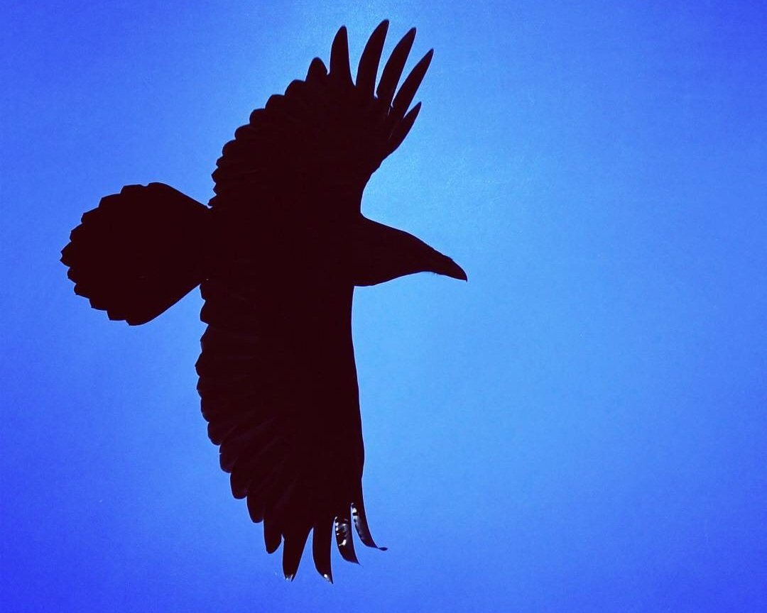 Raven soars above Mount Tahoma in Mount Rainier National Park.